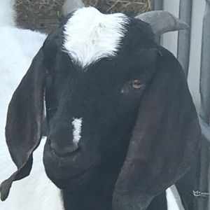 Meet your Posher, Sheila